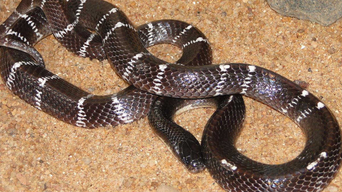 Five venomous snakes found inside house in Kozhikode; residents on high alert