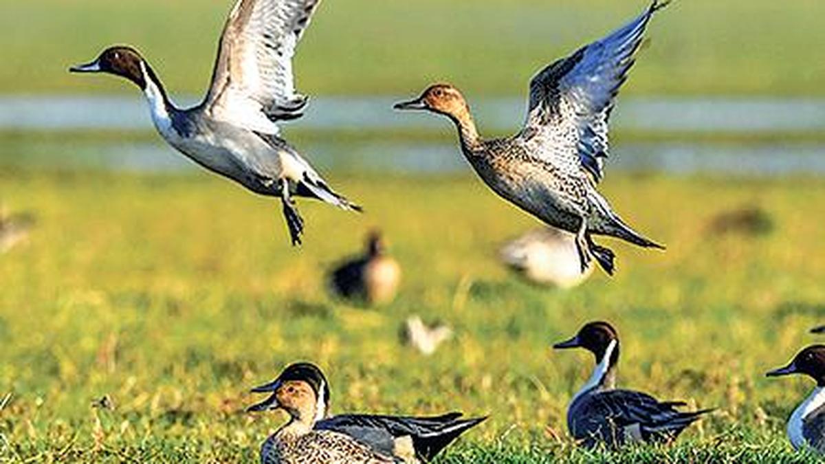 Migratory birds pose huge risk to flights, says wildlife body, rejects greenfield international airport plan in Puri