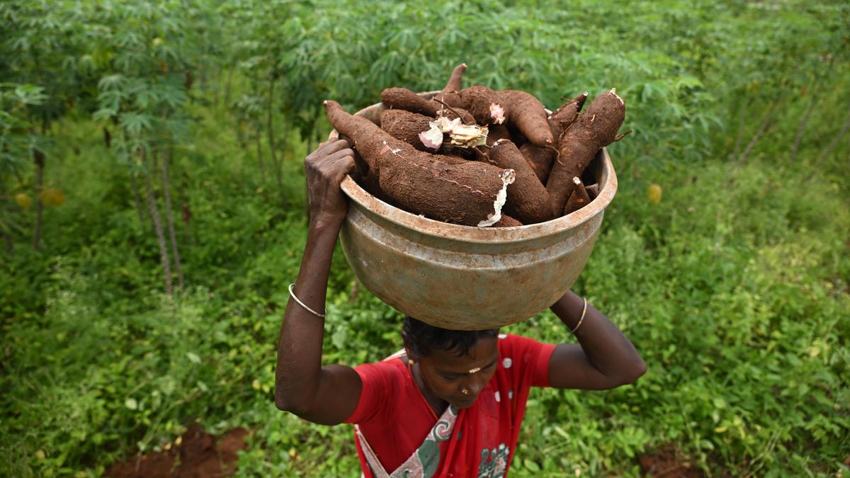 Tamil Nadu election 2026: A two-cornered contest but a tough act for DMK at Harur constituency