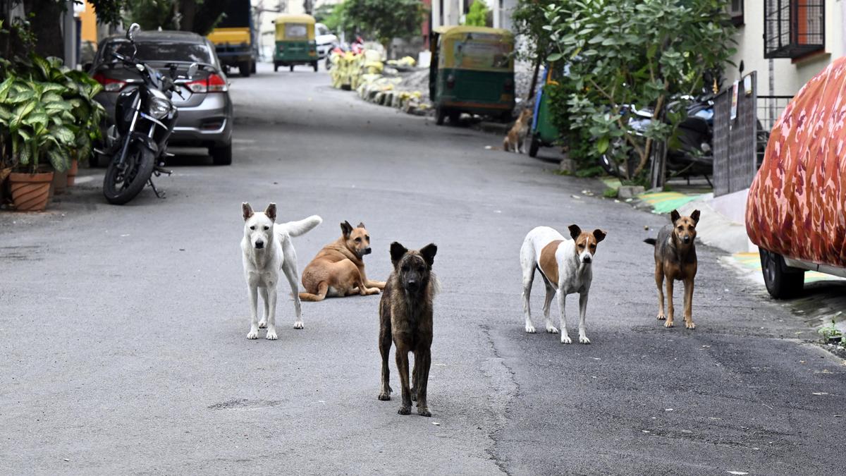 Bengaluru woman assaulted by neighbours over feeding community dogs; case registered