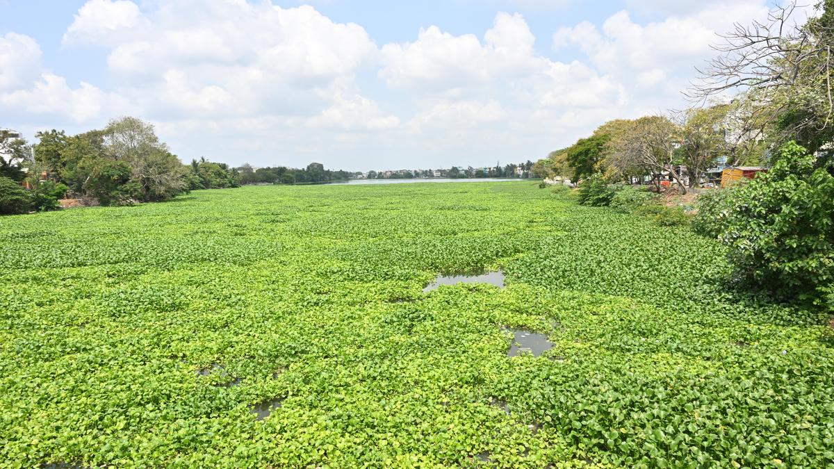 Tamil Nadu election 2026: Velachery constituency residents demand desilting of lake as flooding, infra issues remain major concerns