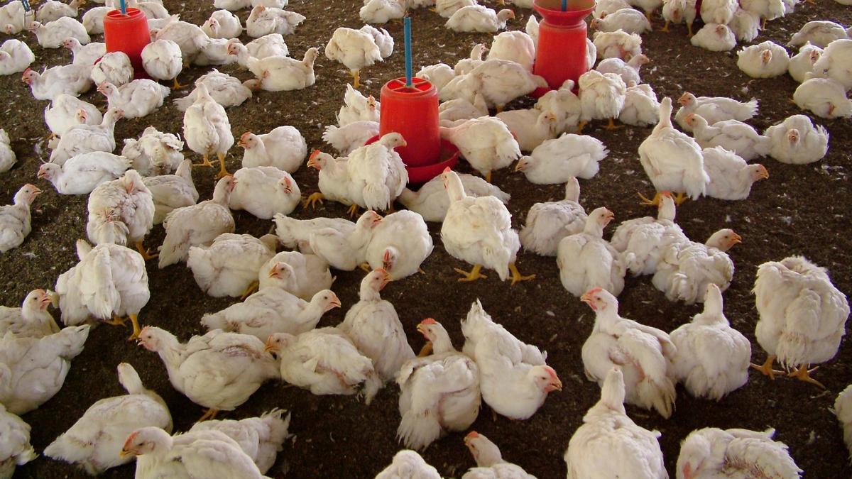 Tamil Nadu election 2026: A four-cornered battle in Palladam constituency