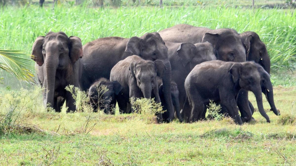 Caught between forests and fear: Karnataka’s growing human–animal conflict crisis