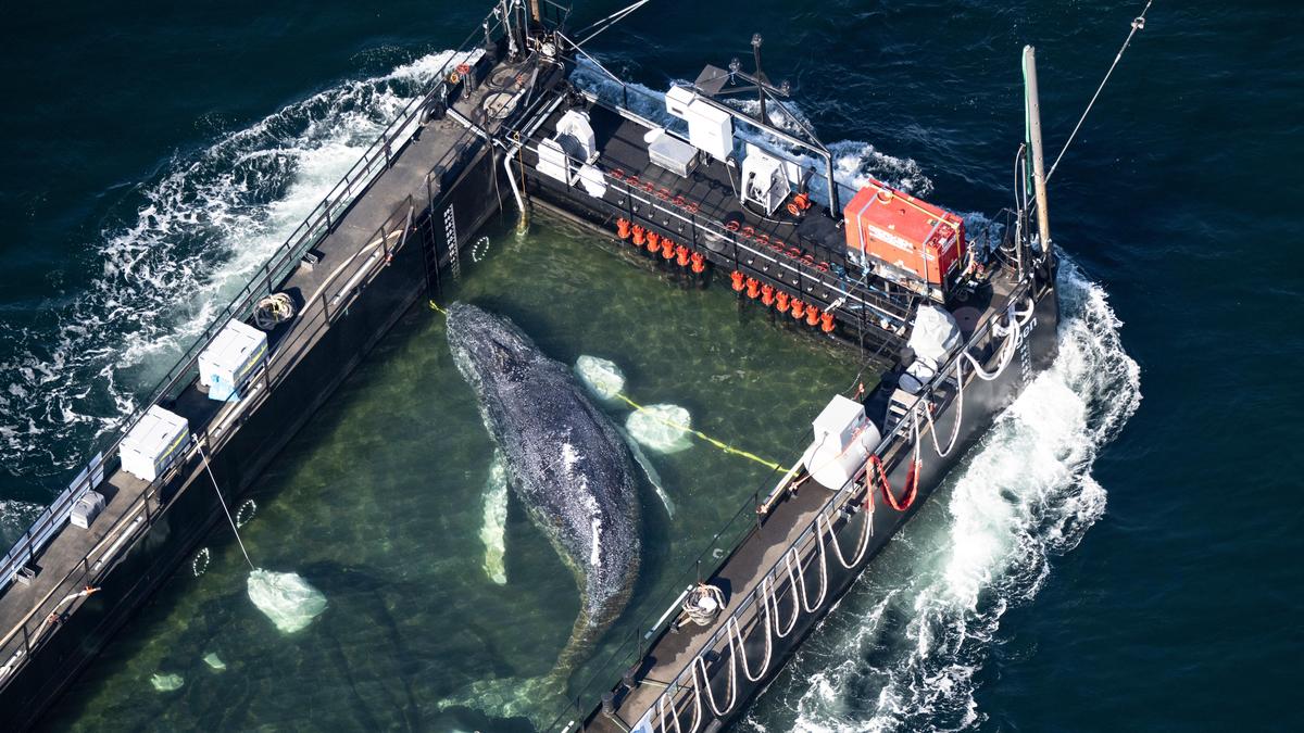 Humpback whale ‘Timmy’ released in North Sea after weeks stranded off Germany
